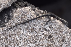 Cryptoblepharus ater