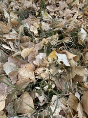 Dicliptera resupinata