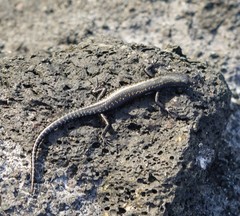 Cryptoblepharus ater