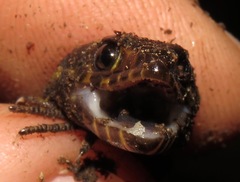Lepidophyma flavimaculatum