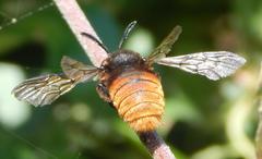 Megachilini