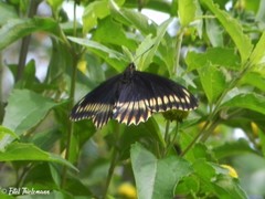 Battus polydamas psittacus