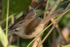 Prinia rufescens