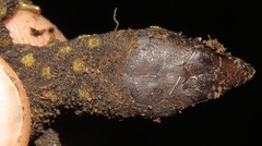 Lepidophyma flavimaculatum