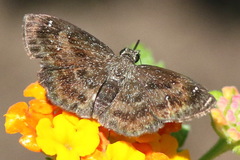 Staphylus hayhurstii