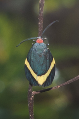 Pidorus