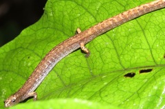 Allen's Worm Salamander photo 2