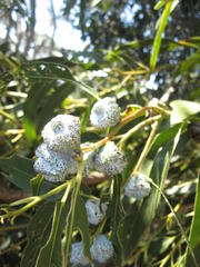 Eucalyptus globulus globulus