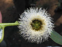 Eucalyptus globulus globulus