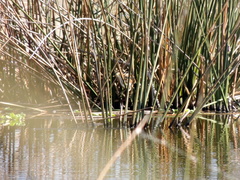 Ixobrychus involucris