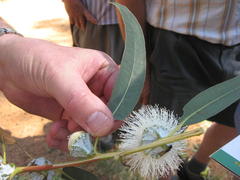 Eucalyptus globulus globulus