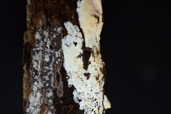 Lyomyces erastii