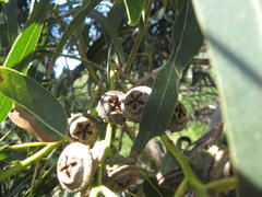 Eucalyptus globulus globulus