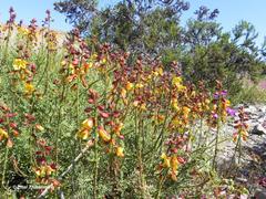 Erythrostemon angulatus