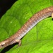 Allen's Worm Salamander - Photo (c) Rich Hoyer, some rights reserved (CC BY-NC-SA), uploaded by Rich Hoyer