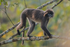 Trachypithecus phayrei