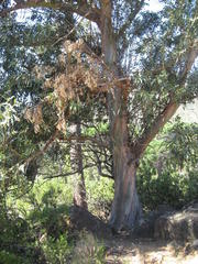 Eucalyptus globulus globulus