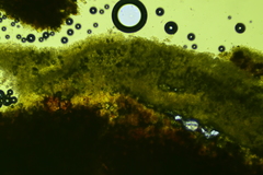 Lyomyces erastii