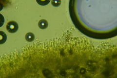 Lyomyces erastii