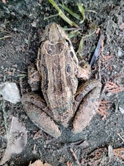 Leptodactylus paranaru