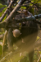 Trachypithecus phayrei