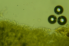 Lyomyces erastii