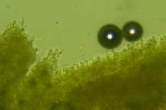 Lyomyces erastii