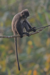 Trachypithecus phayrei