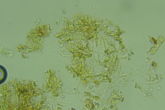 Lyomyces erastii