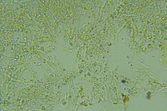Lyomyces erastii