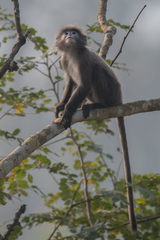 Trachypithecus phayrei