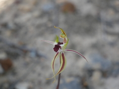 Caladenia septuosa