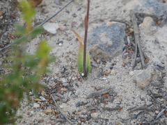 Caladenia septuosa