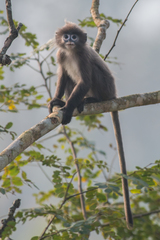 Trachypithecus phayrei