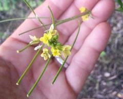 Sisymbrium capense