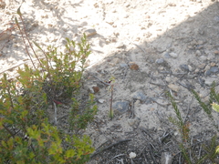 Caladenia septuosa