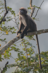 Trachypithecus phayrei