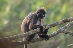 Trachypithecus phayrei