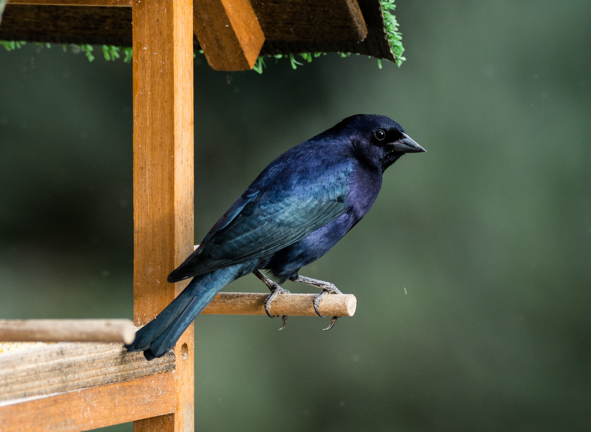 Shiny Cowbird (Molothrus bonariensis) · iNaturalist