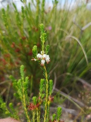 Erica ustulescens