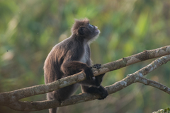 Trachypithecus phayrei