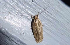 Agonopterix umbellana