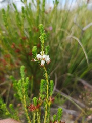 Erica ustulescens