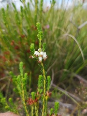 Erica ustulescens