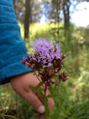 Chromolaena pulchella