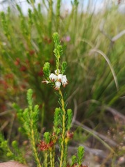 Erica ustulescens