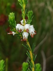 Erica ustulescens