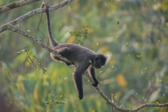 Trachypithecus phayrei