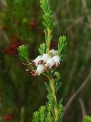 Erica ustulescens