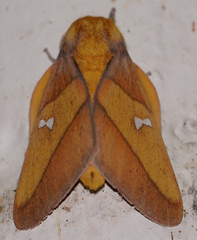 Syssphinx blanchardi